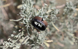 70/30 walnut wood ring with carbon fiber sleeve on a bush